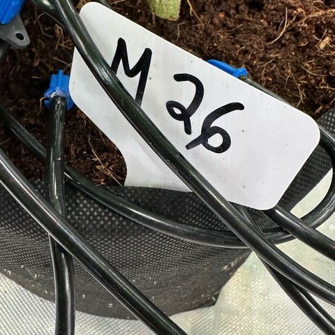 Misc x (LA Kush x Zkittles) #26 60.7g growlog timeline photo