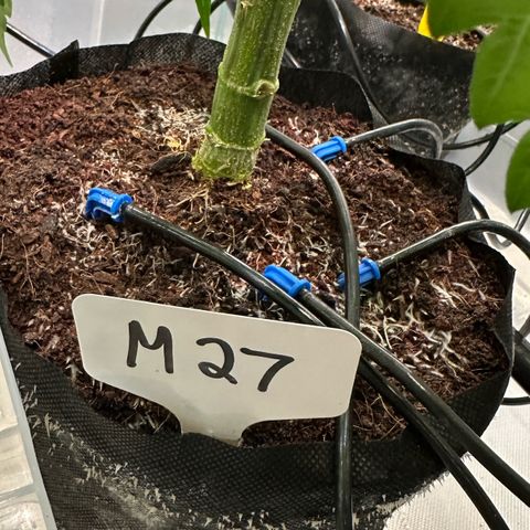 Misc x (LA Kush x Zkittles) #27 33.12g growlog timeline photo