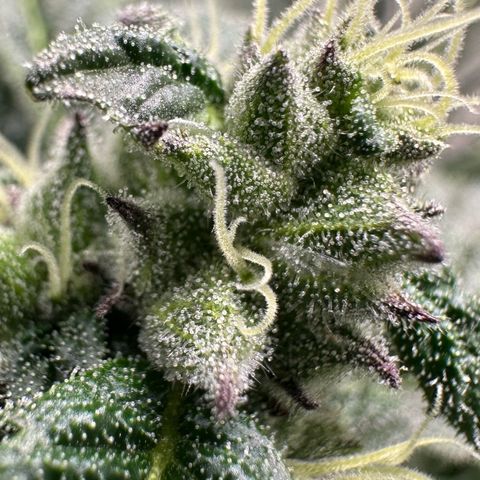 Misc x (LA Kush x Zkittles) #22 34.14g growlog timeline photo