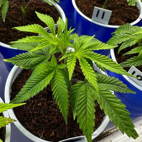 Shaman growlog photo: Showing preflowers
