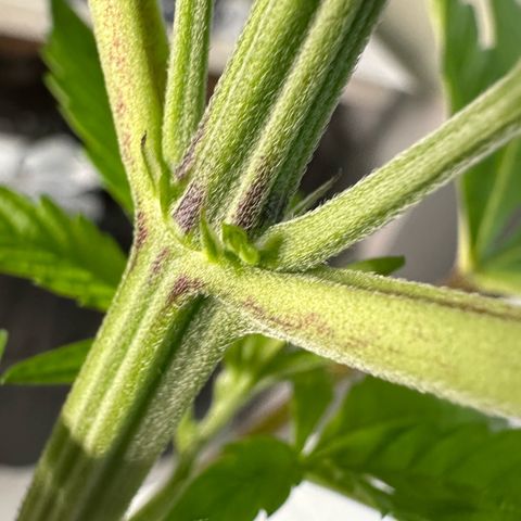 CxLAZ #16 50.72g growlog photo: Lollipoped