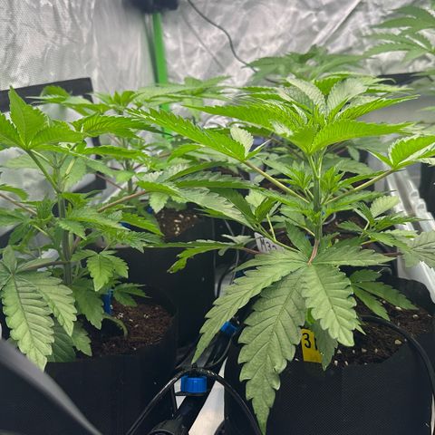 Misc x (LA Kush x Zkittles) #37 42.26g growlog timeline photo