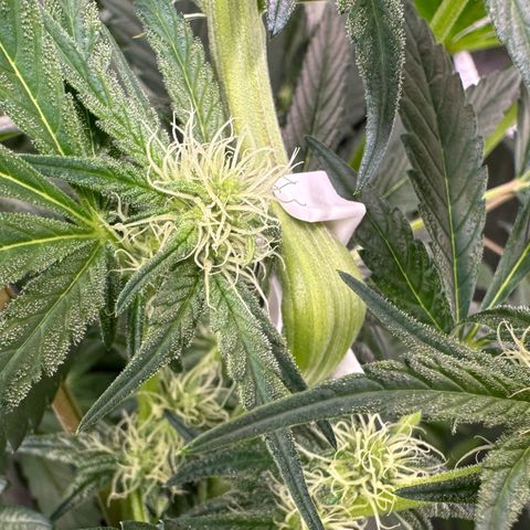 CxLAZ #16 50.72g growlog photo: Top training 