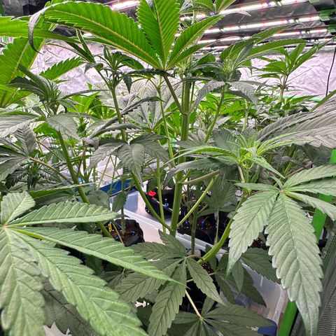 CxLAZ #16 50.72g growlog timeline photo