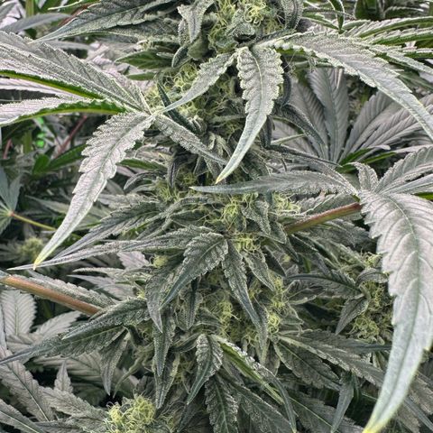 Misc x (LA Kush x Zkittles) #08 growlog timeline photo