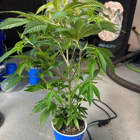 CxLAZ #31 C growlog timeline photo