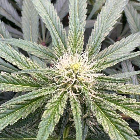 CxLAZ #15 52g growlog timeline photo