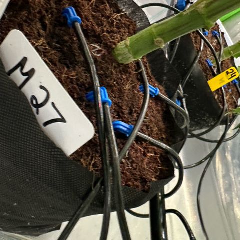 Misc x (LA Kush x Zkittles) #27 33.12g growlog timeline photo
