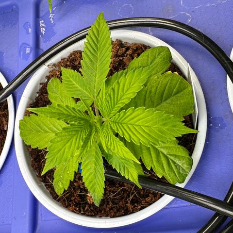 MiscxLAZ #26 C #1 47.15g growlog timeline photo