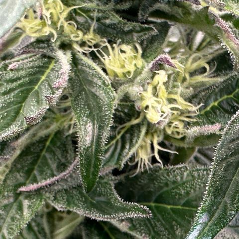 Misc x (LA Kush x Zkittles) #37 42.26g growlog timeline photo