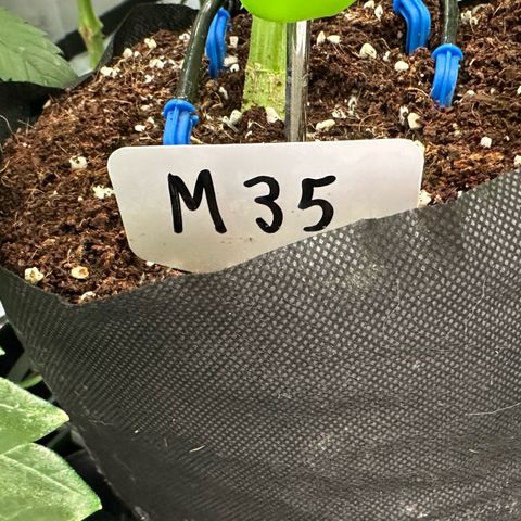 Misc x (LA Kush x Zkittles) #35 28.55g growlog timeline photo