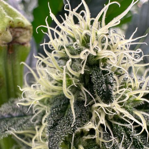 CxLAZ #31 58.75g growlog timeline photo