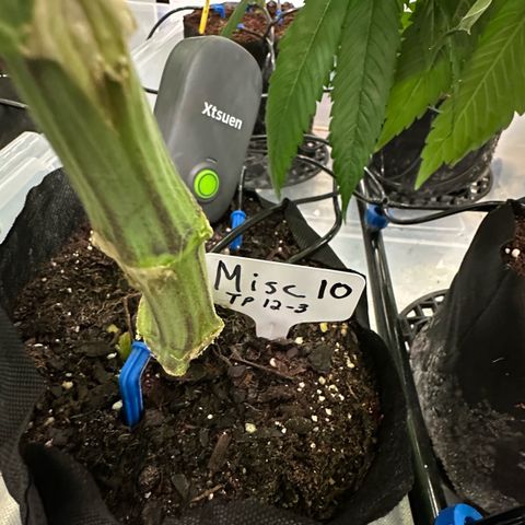 Misc x (LA Kush x Zkittles) #10 growlog timeline photo