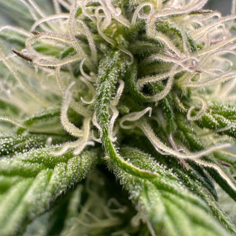Misc x (LA Kush x Zkittles) #26 60.7g growlog timeline photo