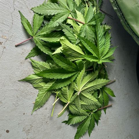 CxLAZ #16 50.72g growlog timeline photo