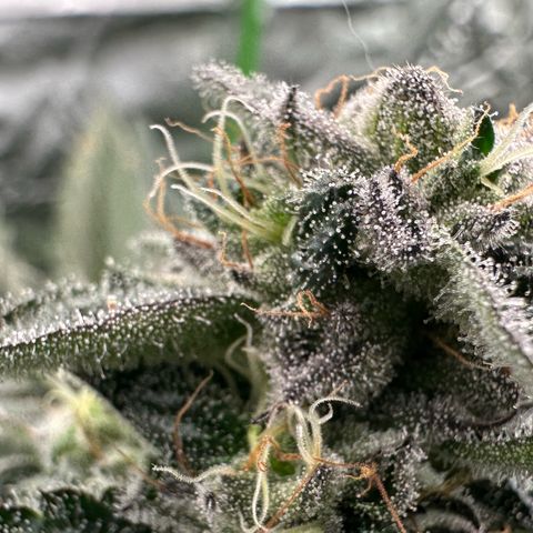 Misc x (LA Kush x Zkittles) #29 25.69g growlog timeline photo