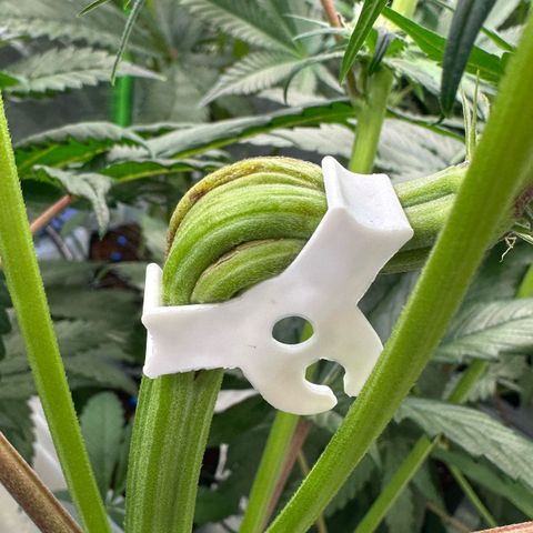 Misc x (LA Kush x Zkittles) #26 60.7g growlog timeline photo