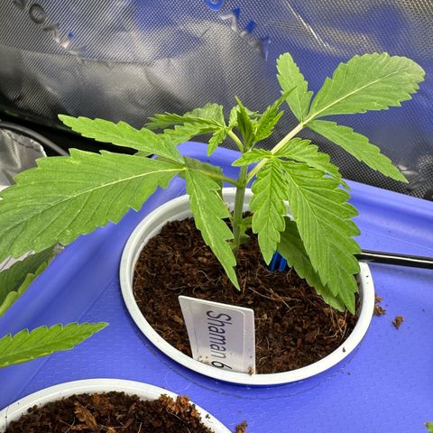 Shaman growlog timeline photo