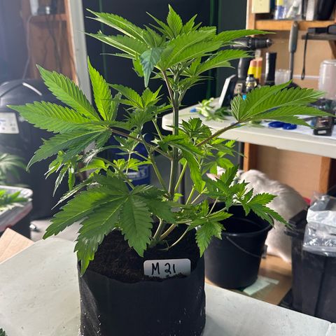 CxLAZ #16 50.72g growlog photo: Lollipoped