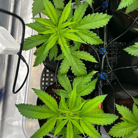 CxLAZ #16 50.72g growlog timeline photo