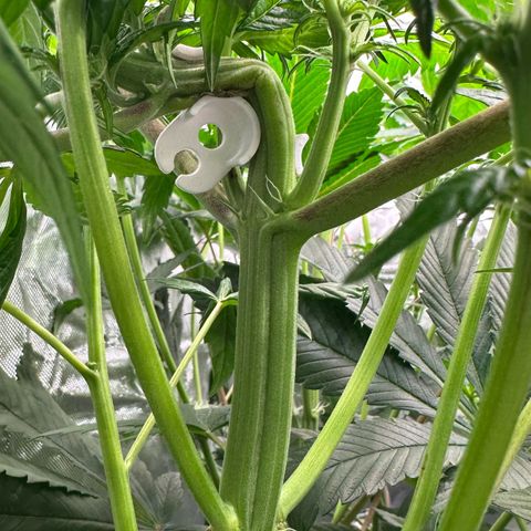 CxLAZ #16 50.72g growlog timeline photo