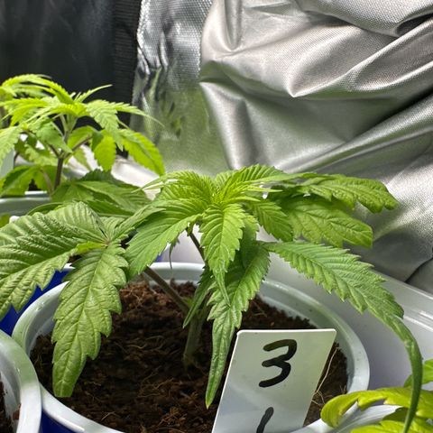 CxLAZ #03 C #1 58.58g growlog timeline photo