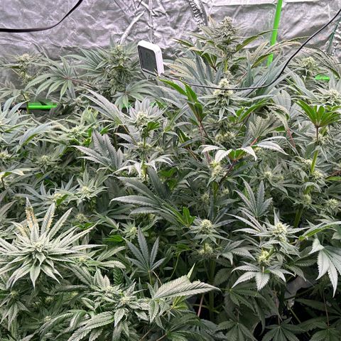 CxLAZ #16 50.72g growlog timeline photo