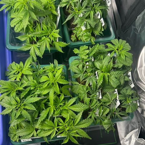 Shaman growlog timeline photo