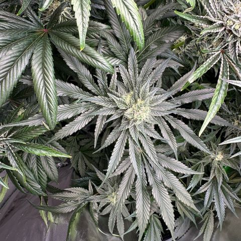 CxLAZ #06 growlog timeline photo