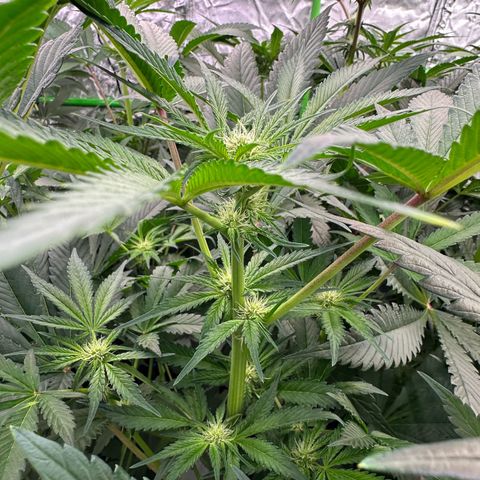 CxLAZ #16 50.72g growlog timeline photo