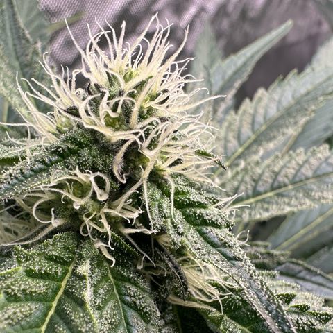 CxLAZ #24 37.13g growlog timeline photo