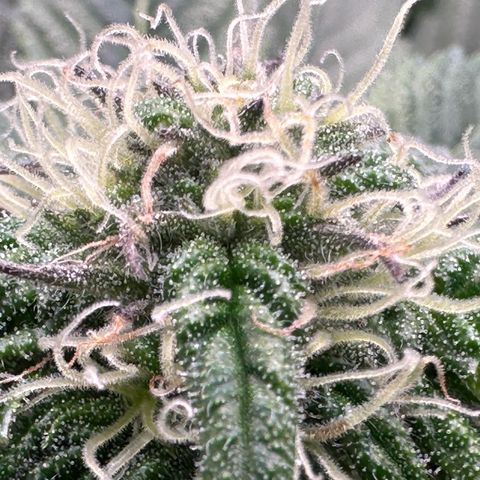 Misc x (LA Kush x Zkittles) #35 28.55g growlog timeline photo