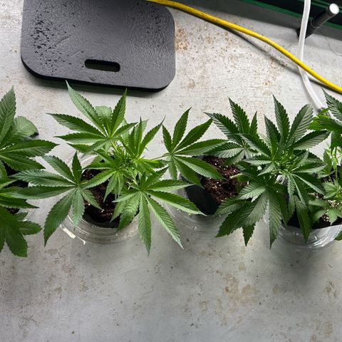 CxLAZ #16 50.72g growlog timeline photo