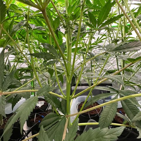 CxLAZ #16 50.72g growlog timeline photo