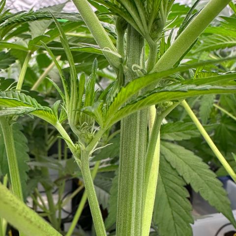 CxLAZ #16 50.72g growlog timeline photo