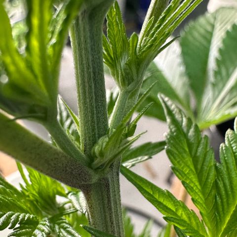 CxLAZ #16 50.72g growlog photo: Lollipoped
