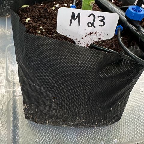Misc x (LA Kush x Zkittles) #23 28.19g growlog timeline photo