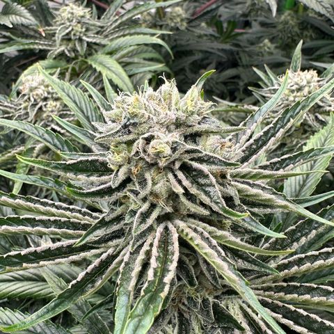 Misc x (LA Kush x Zkittles) #26 60.7g growlog timeline photo