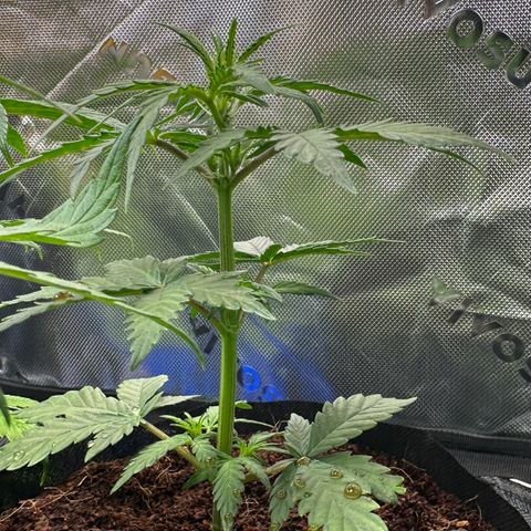 Auto Think Different  #1 growlog timeline photo