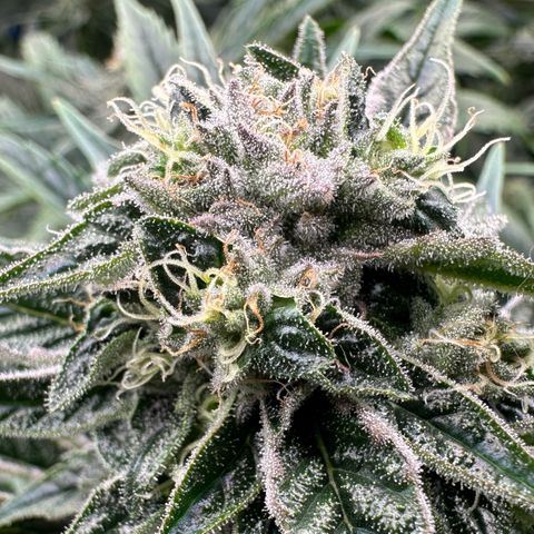 Misc x (LA Kush x Zkittles) #26 60.7g growlog timeline photo