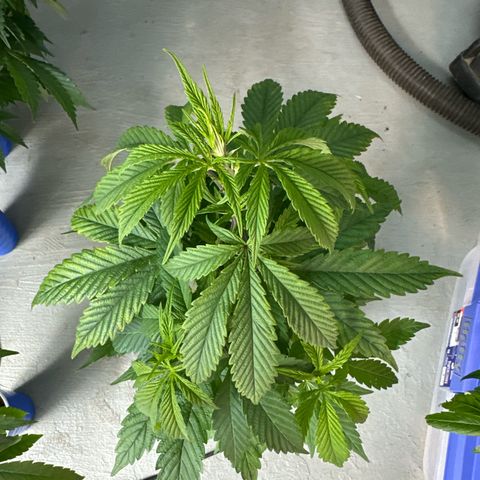 MiscxLAZ #29 C growlog timeline photo
