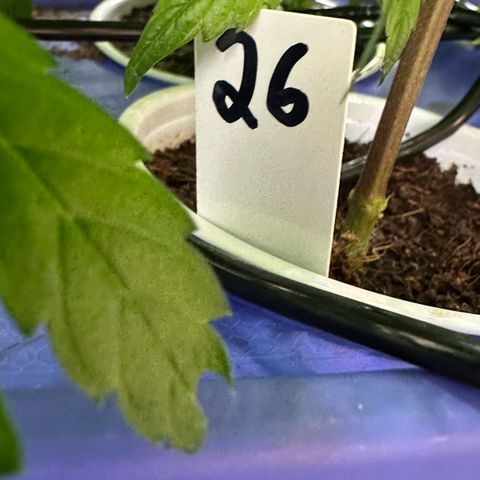 MiscxLAZ #26 C #1 47.15g growlog timeline photo