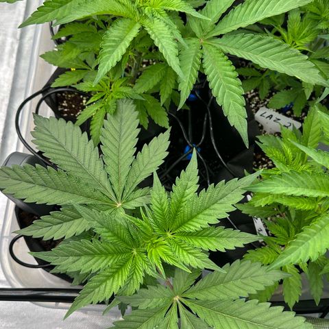 CxLAZ #16 50.72g growlog timeline photo