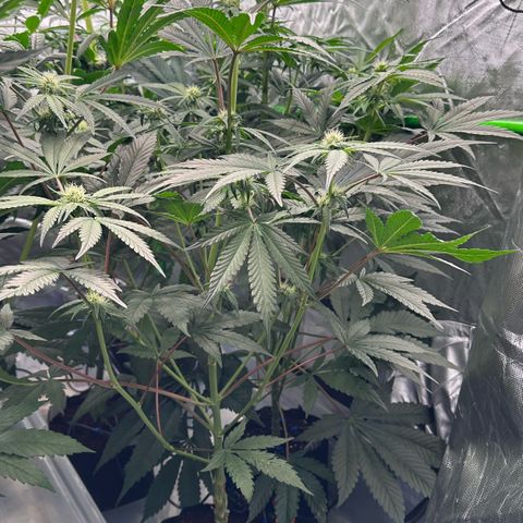 CxLAZ #06 growlog timeline photo