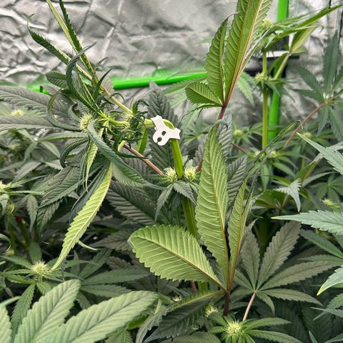 Misc x (LA Kush x Zkittles) #27 33.12g growlog timeline photo