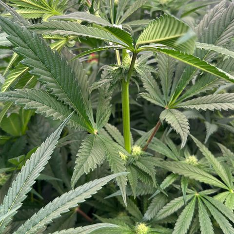 CxLAZ #16 50.72g growlog photo: Trained top