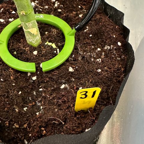 CxLAZ #16 50.72g growlog timeline photo