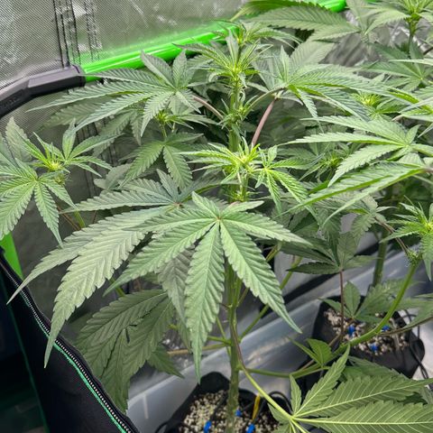 CxLAZ #16 50.72g growlog timeline photo