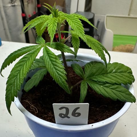 MiscxLAZ #26 C #2 growlog timeline photo