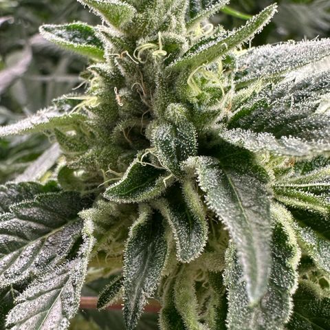 CxLAZ #06 growlog timeline photo